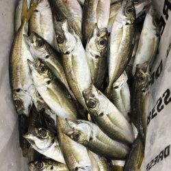 豆アジ　アジングラビット